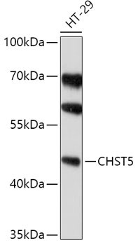 CHST5 Antibody in Western Blot (WB)