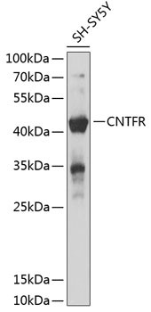 CNTFR Antibody in Western Blot (WB)