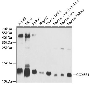 COX6B1 Antibody in Western Blot (WB)