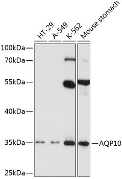 Aquaporin 10 Antibody in Western Blot (WB)