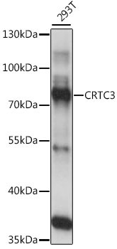 CRTC3 Antibody in Western Blot (WB)