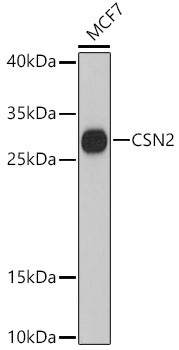 Beta-casein Antibody in Western Blot (WB)