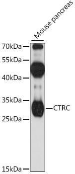 Chymotrypsin-C Antibody in Western Blot (WB)