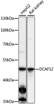 DCAF12 Antibody in Western Blot (WB)