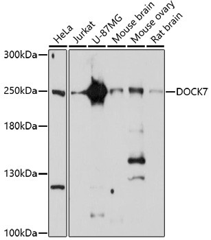 DOCK7 Antibody in Western Blot (WB)