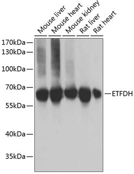 ETFDH Antibody in Western Blot (WB)