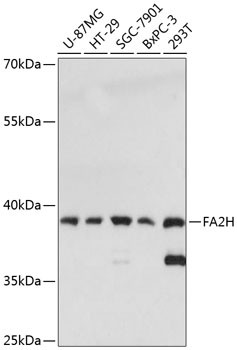FA2H Antibody in Western Blot (WB)