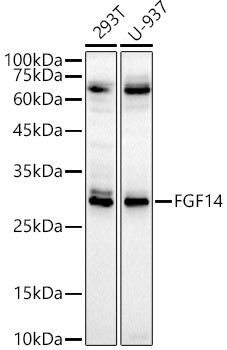 FGF14 Antibody in Western Blot (WB)