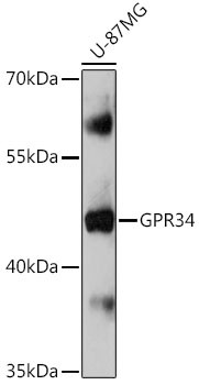 GPR34 Antibody in Western Blot (WB)