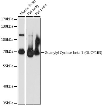 GUCY1B3 Antibody in Western Blot (WB)