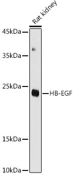 HBEGF Antibody in Western Blot (WB)