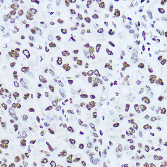 Histone H1.0 Antibody in Immunohistochemistry (Paraffin) (IHC (P))