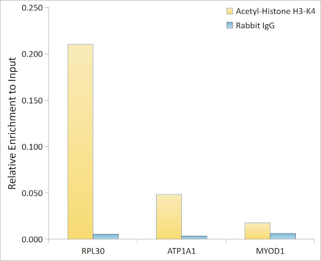 H3K4ac Antibody in ChIP Assay (ChIP)