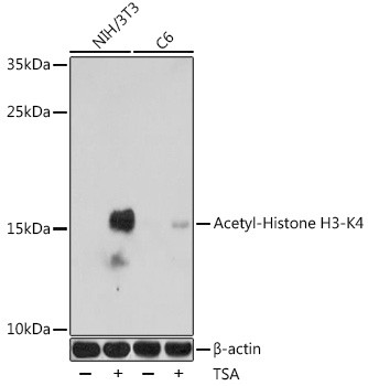 H3K4ac Antibody in Western Blot (WB)