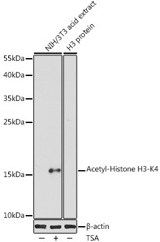 H3K4ac Antibody in Western Blot (WB)