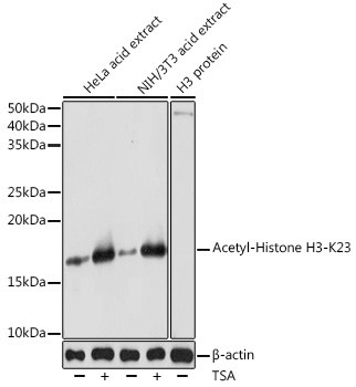 H3K23ac Antibody in Western Blot (WB)