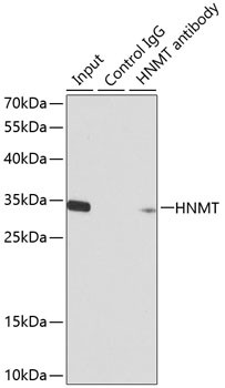 HNMT Antibody in Immunoprecipitation (IP)