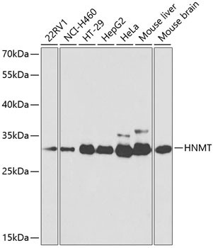 HNMT Antibody in Western Blot (WB)
