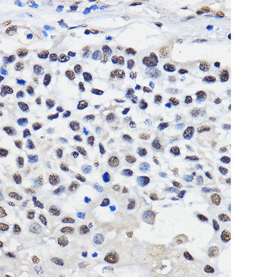 HNRNPU Antibody in Immunohistochemistry (Paraffin) (IHC (P))