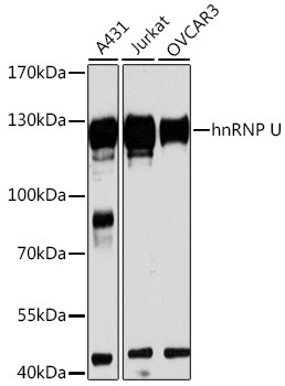 HNRNPU Antibody in Western Blot (WB)