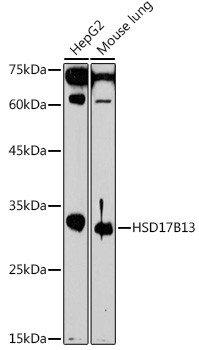 HSD17B13 Antibody in Western Blot (WB)