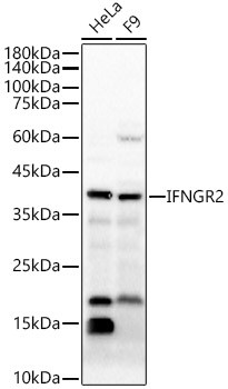 IFNGR2 Antibody in Western Blot (WB)
