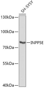 INPP5E Antibody in Western Blot (WB)