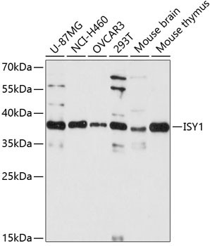 ISY1 Antibody in Western Blot (WB)