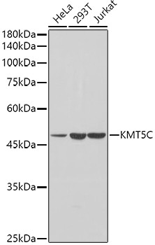 SUV420H2 Antibody in Western Blot (WB)