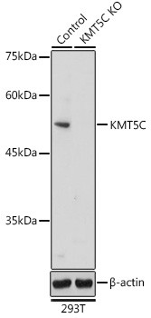 SUV420H2 Antibody in Western Blot (WB)