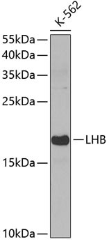 Luteinizing Hormone-beta Antibody in Western Blot (WB)
