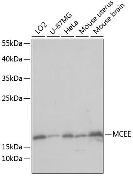 MCEE Antibody in Western Blot (WB)