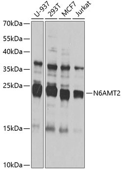 N6AMT2 Antibody in Western Blot (WB)