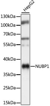 NUBP1 Antibody in Western Blot (WB)