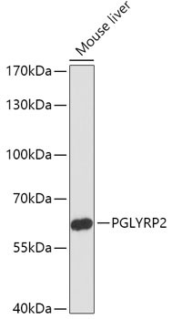 PGRP-L Antibody in Western Blot (WB)