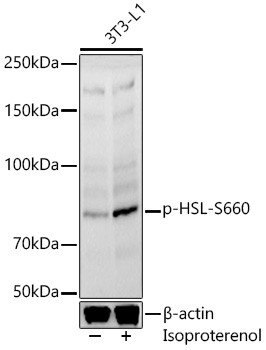 Phospho-HSL (Ser660) Antibody in Western Blot (WB)