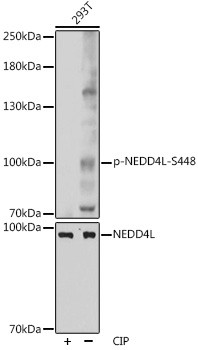 Phospho-NEDD4L (Ser448) Antibody in Western Blot (WB)