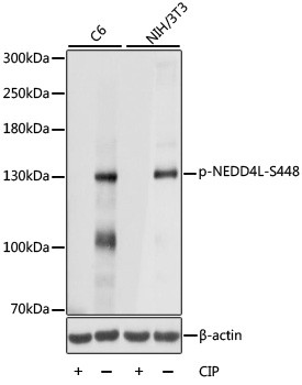 Phospho-NEDD4L (Ser448) Antibody in Western Blot (WB)