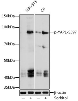 Phospho-YAP1 (Ser397) Antibody in Western Blot (WB)