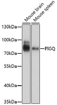 PIGQ Antibody in Western Blot (WB)