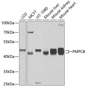 PMPCB Antibody in Western Blot (WB)