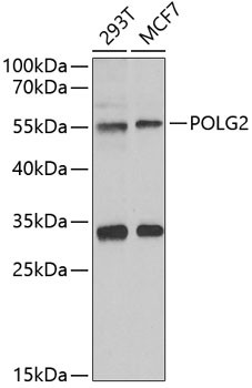 POLG2 Antibody in Western Blot (WB)