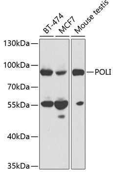 POLI Antibody in Western Blot (WB)