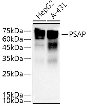 PSAP Antibody in Western Blot (WB)