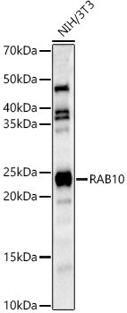 RAB10 Antibody in Western Blot (WB)