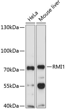 RMI1 Antibody in Western Blot (WB)