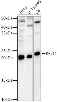 RPL11 Antibody in Western Blot (WB)