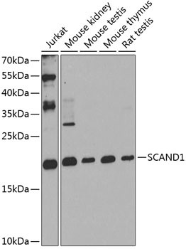 SCAND1 Antibody in Western Blot (WB)