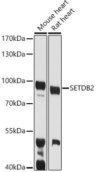 SETDB2 Antibody in Western Blot (WB)
