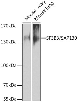SF3B3 Antibody in Western Blot (WB)